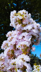 Pink flower blossom of japanese sakura - Prunus serrulata Amanogawa