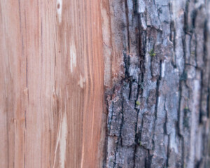 Tree trunk with and without bark close-up