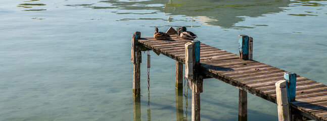 A couple of ducks rest on a pontoon on Lake Annecy, in Haute Savoie, France