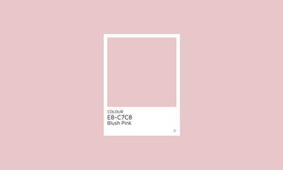 Trendy Blush Pink Color. Blush Pink  color scheme palette design