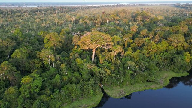 forest in autumn in amazonas jungle