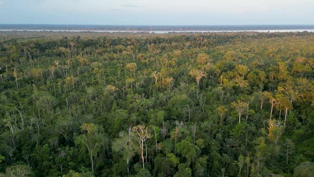selva amazonica en colombia