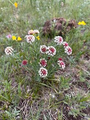 Fototapeta premium Close-up of blooming wildflowers in the grasslands of Gorkhi-Terelj National Park in Mongolia