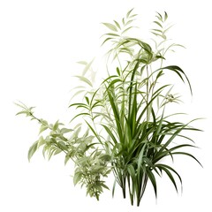 beautiful white background ornamental plants