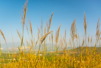 Obraz premium Golden wheat field in summer