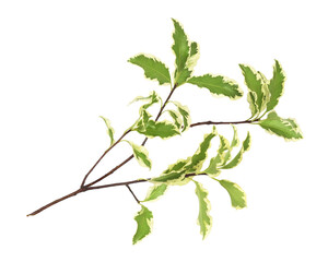Green and white leaves on twig of pittosporum isolated on white or transparent background