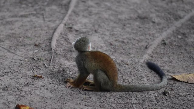 monos micos en las amazonas