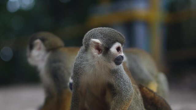 monkey in the amazonas