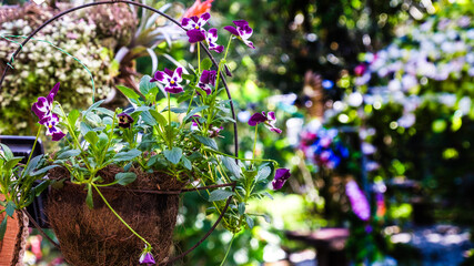 maceta con flores de petunia color lila en jardin