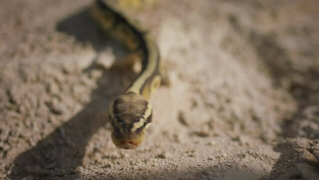Amazing looking snake moving slowly closeup to the camera in the desert