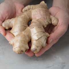 Women's hands hold a whole ginger root.