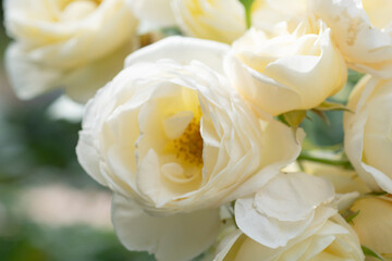 beautiful  aromatic ivory  roses with soft yellow core blooming in garden  at sunny morning. macro