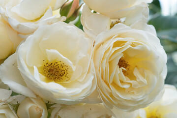 beautiful  aromatic ivory  roses with soft yellow core blooming in garden  at morning. macro