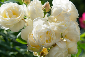beautiful  aromatic ivory  roses with soft yellow core blooming in garden  at sunny morning. macro