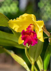 orquídea cattleya flor amarilla y fucsia