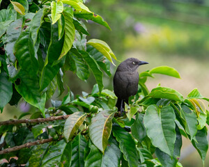 pájaro tordo llanero en Colombia