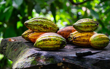 Mazorcas de cacao de diferente colores, cosecha