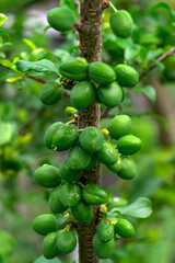 green unripe plums on a branch.