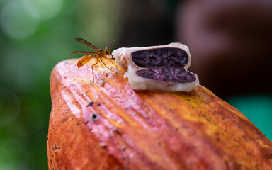 abeja sobre mazorca madura comiendo de un grano de cacao con mucilago