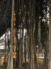 os caminhos da &aacute;rvore sagrada