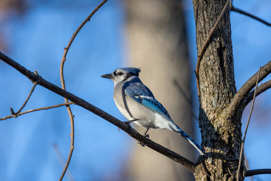 Blue jay perched in a tree on a cold windy day in Michigan