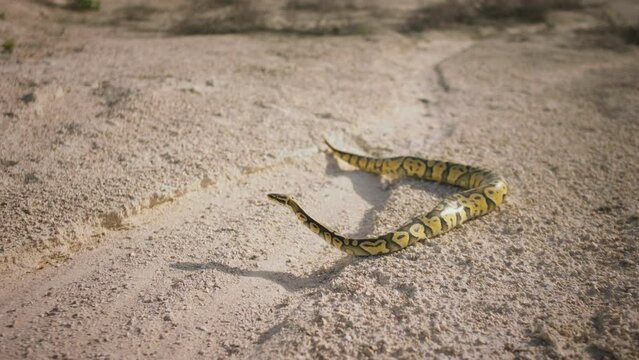 In the middle of the desert front view of venomous snake slithering across the sand warily