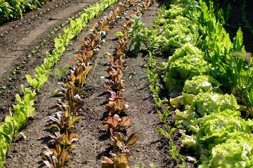 Fototapeta na wymiar Different types of lettuces are planted in rows