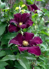 Dark burgundy clematis flowers against a background of green leaves.