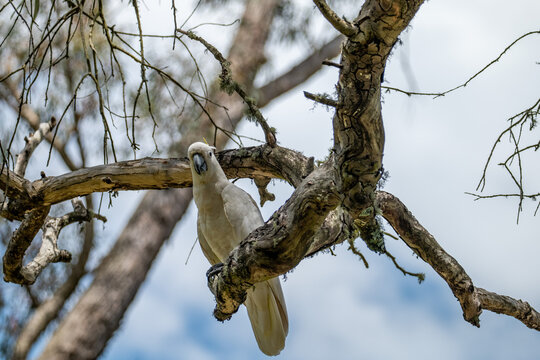 Portrait of a Wild Cockatoo on a Tree Branch in Australia