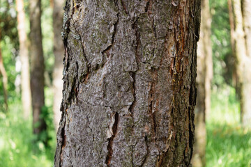 Obraz premium Pine trunk tree in foreground and park in background. Pinus sylvestris. Natural beauty. Scenic forest. Scotch pine or Baltic pine in spring season. Bark of pine family Pinaceae