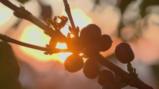 Close up of a Coffee Fruit bean with a sunrise on the  background in a coffee plantation