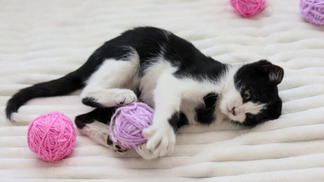 In the bedroom of his house, a kitten is playing with colorful balls of yarn, they are lying on the bed