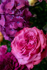 pink roses in a garden