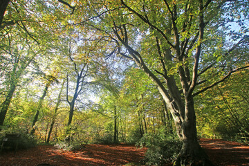  Decoy Country Park, Devon in Autumn