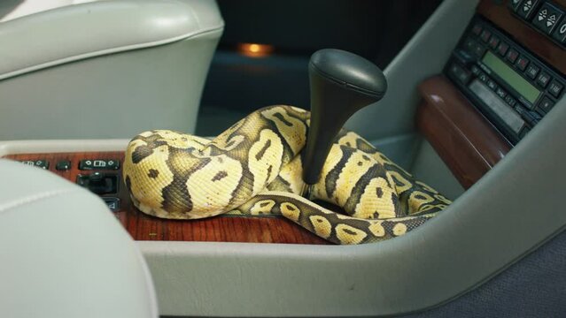 Closeup to the camera large beautiful boa inside of old car standing over the front seats and moving slowly