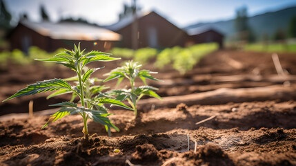 Cannabis-Anbau mit Pflanzen in der Erde auf einer Farm - obrazy, fototapety, plakaty