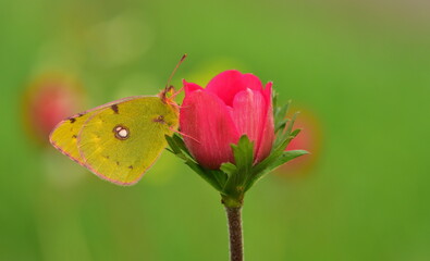Colias croceus   1033