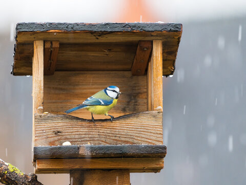 Eurasian blue tit on peanut bird feeder