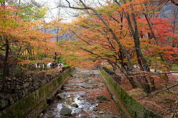 Beautiful maple leaves in Naejangsan Mountain, South Korea