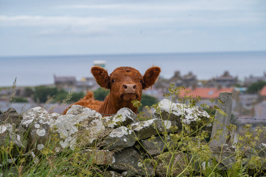Lustiges und neugieriges Kalb bei Rosehearty, Schottland