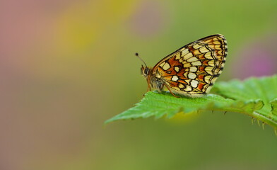 Melitaea athalia  1010