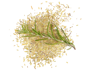 Fresh green rosemary twigs and leaves and pile chopped dried leaf isolated on white, clipping path, Rosmarinus salvia