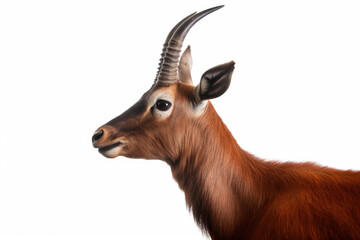 Saola on white background