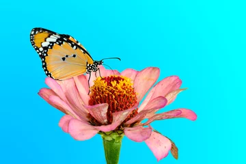 Fototapeten Macro shots, Beautiful nature scene. Closeup beautiful butterfly sitting on the flower in a summer garden. © blackdiamond67