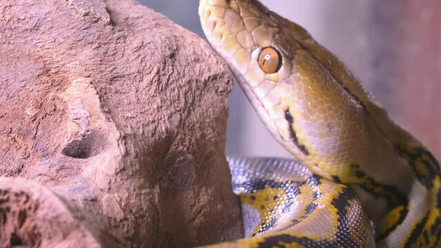 A snake boa sticks out its tongue. Python head in detail close-up.