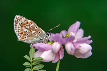 Schilderijen op glas Macro shots, Beautiful nature scene. Closeup beautiful butterfly sitting on the flower in a summer garden. © blackdiamond67