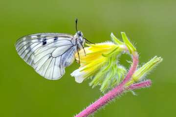 Macro shots, Beautiful nature scene. Closeup beautiful butterfly sitting on the flower in a summer garden.