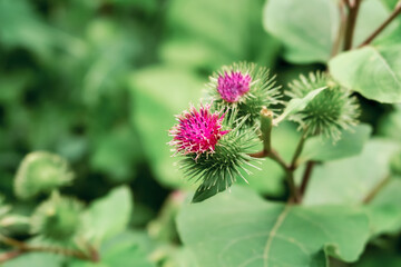 purple bloom of burdock (Arctium lappa L.)