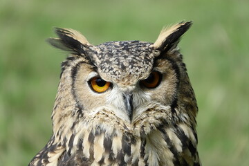 Owl eagle close up, detail face