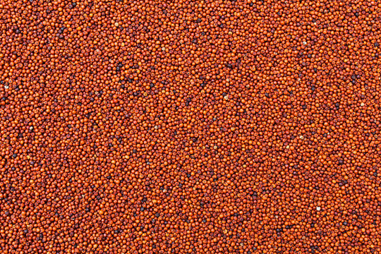 Organic Finger millet or Eleusine coracana close-up view 
